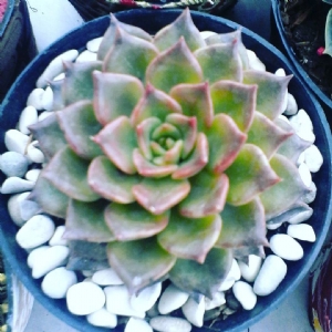 Keyzia Anandhita Indhira Putri